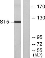 ST5 Polyclonal Antibody