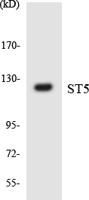 ST5 Polyclonal Antibody