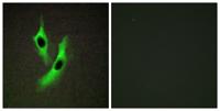 STAMP2 Polyclonal Antibody