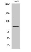 Stat2 Polyclonal Antibody