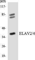 HuB/D Polyclonal Antibody