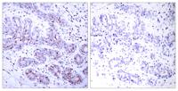 Stat4 Polyclonal Antibody