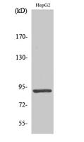 Stat5 Polyclonal Antibody