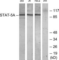 Stat5a Polyclonal Antibody