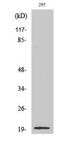 Stathmin-3 Polyclonal Antibody