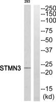 Stathmin-3 Polyclonal Antibody