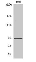 StIp1 Polyclonal Antibody