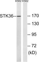 STK36 Polyclonal Antibody