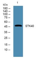 STK40 Polyclonal Antibody