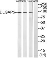 HURP Polyclonal Antibody