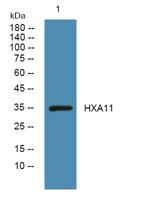 HXA11 Polyclonal Antibody