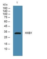 HXB1 Polyclonal Antibody