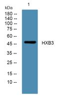 HXB3 Polyclonal Antibody