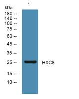 HXC8 Polyclonal Antibody