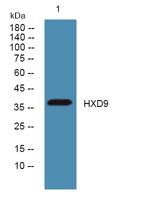 HXD9 Polyclonal Antibody