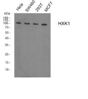 HXK I Polyclonal Antibody