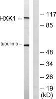 HXK I Polyclonal Antibody