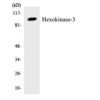 HXK III Polyclonal Antibody