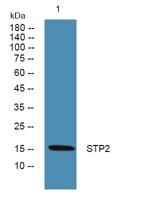 STP2 Polyclonal Antibody