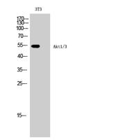 Akt1/3 Polyclonal Antibody