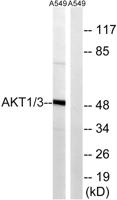 Akt1/3 Polyclonal Antibody