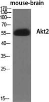 Akt2 Polyclonal Antibody