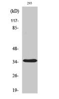 AQP4 Polyclonal Antibody