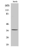 AQP5 Polyclonal Antibody