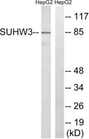 SUHW3 Polyclonal Antibody