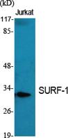 SURF-1 Polyclonal Antibody