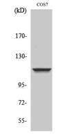 IARS2 Polyclonal Antibody