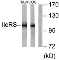 IARS2 Polyclonal Antibody