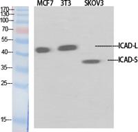 ICAD Polyclonal Antibody