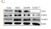 ICAM-1 Polyclonal Antibody