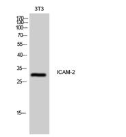 ICAM-2 Polyclonal Antibody