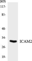 ICAM-2 Polyclonal Antibody