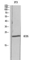 ICOS Polyclonal Antibody