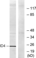 Id4 Polyclonal Antibody