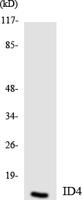 Id4 Polyclonal Antibody