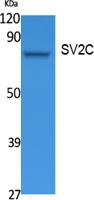 SV2C Polyclonal Antibody