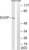 SVOP Polyclonal Antibody