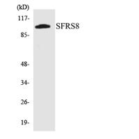 SWAP Polyclonal Antibody