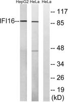 IFI-16 Polyclonal Antibody