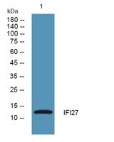 IFI27 Polyclonal Antibody