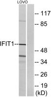 IFI-56K Polyclonal Antibody