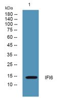 IFI6 Polyclonal Antibody