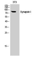 Synapsin I Polyclonal Antibody