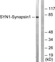 Synapsin I Polyclonal Antibody