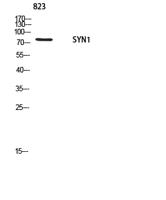 Synapsin-1 Polyclonal Antibody