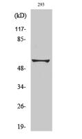 Synaptotagmin Polyclonal Antibody